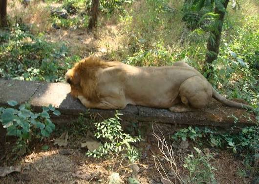 Sanjay Gandhi National Park (SGNP) - Explore Maharashtra