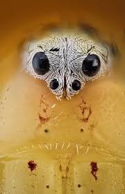 Kết quả hình ảnh cho hình ảnh nhện