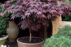Growing Japanese Maples In Pots Plantingtree