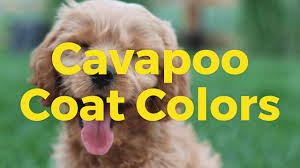 Toy cavapoos are slightly bigger than teacup cavapoos. How Big Do Cavapoos Get Cavapoo Size Guide Oodle Life