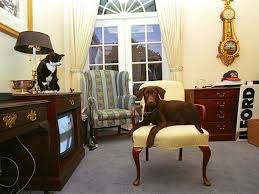 We did not find results for: Us Election From Joe Biden S Dogs To Bill Clinton S Cat Meet The White House Pets News Photos Gulf News