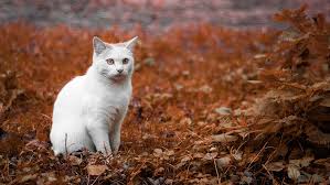 Learn how to make homemade kitten treats that are healthy for your pet. 6 Best Cat Foods For Urinary Tract Health In 2021 Reviews