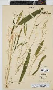Image result for Setaria homonyma