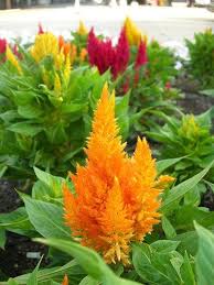 Pin On Landscaping Ideas