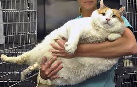 That last recession was particularly hard on the poor, but the fat cats barely noticed a dip in their bank accounts. Very Fat Cat Jpg Msah Metairie Small Animal Hospital New Orleans La