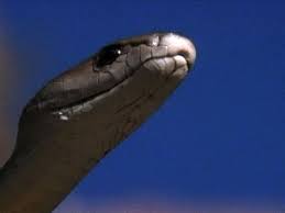 It S Not A Drink Or A Dance It S Only The Black Mamba Africa S Longest And The World S Fastest Snake Oh And One Of The Black Mamba Animals Animal Kingdom