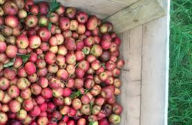 Apple Varieties At Eves Cidery Eves Cidery