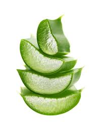 Fresh Aloe Vera Leaf Isolated On White Background Sponsored Vera Aloe Fresh Leaf Background Ad Fresh Aloe Vera Aloe Vera Leaf Aloe Vera Liquid