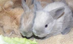Baby Angora Lionhead Bunnies Mix Rabbits Lionhead Bunny Rabbits For Sale Rabbit