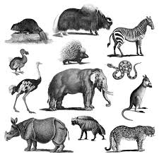 Discover Thousands Of Free Copyright Vectors On Freepik Vintage Illustration Animal Illustration Animals