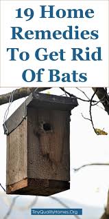 19 Home Remedies And Bat Repellents To Get Rid Of Bats This Guide Shares Insights On The Following How To Ge Getting Rid Of Bats Bat Repellent Home Remedies