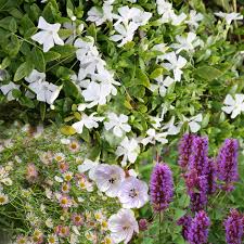 We did not find results for: Buy Long Flowering Plant Combination Long Flowering Plant Combination Pink Purple And White 28 96 Delivery By Crocus
