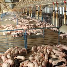 Would You Drink Your Pig S Water Purina Animal Nutrition