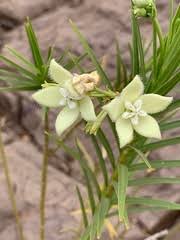 Image result for Kanahia laniflora