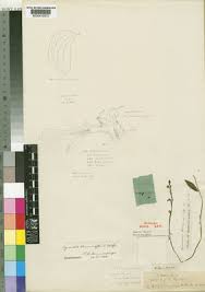 Image result for Cynorkis debilis