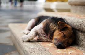 We provide shelter to lost animals until we are able to reunite them with their owners and help stray pets find their new homes. Gbhs