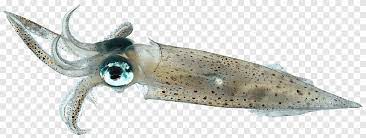 Nama itu ''cephalopoda'' dalam bahasa yunani berarti kaki kepala, hal ini karena kakinya yang terpisah menjadi sejumlah tangan yang melingkari kepala. Tintenfisch Tintenfisch Tintenfisch Tintenfisch Tintenfisch Tintenfisch Tintenfisch Tintenfisch Tintenfisch Tintenfisch Tintenfisch Tintenfisch Tintenfisch Tintenfisch Tintenfisch Tintenfisch Tintenfisch Bigfin Riff Tintenfisch Kopffusser Png Pngegg