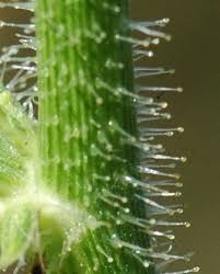 Image result for Caperonia