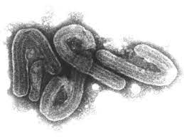 Die bezeichnung geht auf den fluss ebola in der demokratischen republik kongo zurück, in dessen nähe diese viren 1976 den ersten allgemein bekannten großen ausbruch verursacht hatten. O1 Tudy3drljgm