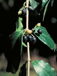 Image result for Dictyophleba