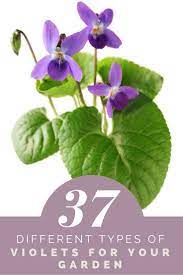 37 Different Types Of Violets For Your Garden Violet Flower Sweet Violets Violet Garden