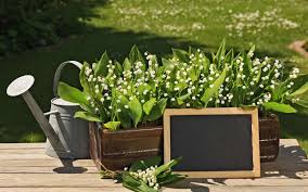 Il va le prouver une fois de plus en organisant son traditonnel marché aux fleurs. Le Muguet Porte Bonheur Et Peut Aussi Soigner