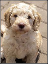We do also have the occasional litter of standard sized australianlabradoodles as well. Pin On Dex