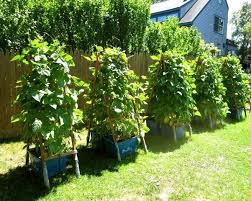 But growing them is not special either. 18 Best Climbing And Vining Vegetables For Containers To Grow Vertically Small Space Gardening Container Gardening Growing Green Beans