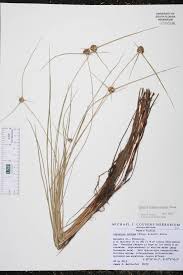 Image result for Oxycaryum