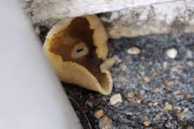 Anleitungen ➤ erfolgreich pilze züchten im haus und garten • anleitung + rezepte für die pilzzucht auf kaffeesatz im blumentopf • holz • stroh » austernpilze anbauen uvm. Pilzbefall Am Haus Bitte Um Hilfe Haushalt Natur Pilze
