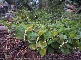 Image result for Stolzia williamsonii