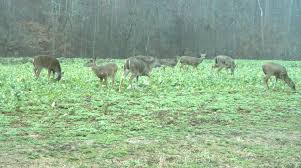 Start small, and separate your food plot a good distance from your vegetable, herb and flower garden. Winter Food Plots And More For Herd Health Mossy Oak