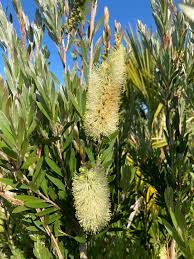Image result for Callistemon