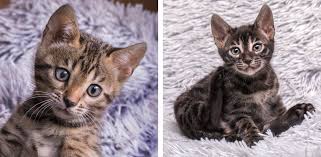 * a2 is an alternative agouti variant found in bengal and savannah cats. Charcoal Pattern In Bengals Veterinary Genetics Laboratory