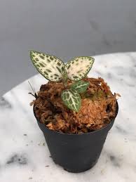 Image result for Vernonia schlechteri