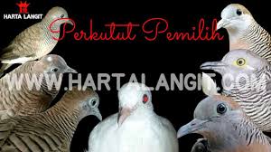 Brahma susur/brahma mulur ules kemerah merahan didubur ada bulu sehelai seperti benang putih ke luar beberapa senti.bila dipotong. 7 Katuranggan Perkutut Yang Pemilih Harta Langit