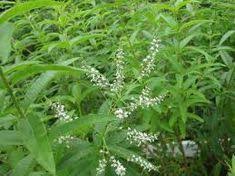 Huge collection, amazing choice, 100+ million high quality, affordable rf and rm images. Mariposa Gardening Design Mariposagd Profile Pinterest
