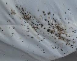 Image result for bed bugs droppings