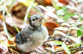 We Still Don T Know What S Killing The Birds Discover Magazine