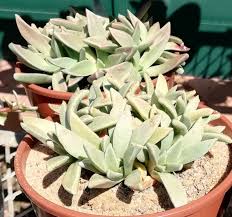 Image result for Nananthus vittatus