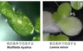 Image result for Wolffiella hyalina