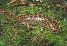 During the day they stay underground or under rocks in the streams, but come out in the evenings onto the stream bottom. Species At Risk Public Registry Recovery Strategy For The Coastal Giant Salamander Dicamptodon Tenebrosus In British Columbia Proposed 2017