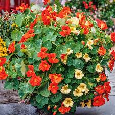 Image result for Nasturtium