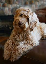 We welcome you to our website! Daisy Hill Australian Labradoodles In Klamath Falls Or Labradoodle Puppy Labradoodle Dogs Australian Labradoodle Puppies