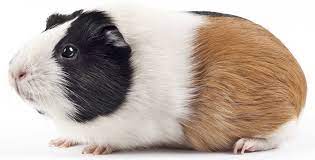 Das meerschweinchen ist ein beliebtes haustier von kindern. Meerschweinchen Steckbrief Kolle Zoo At