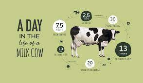 Happy Cows Are Healthy Cows Arla