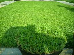 Sebagai peminat landskap, dia gemar mendeko di ruang luar rumah kerana lebih banyak mendapat udara yang lebih segar. Mengenal Jenis Rumput Hias Supaya Taman Rumah Semakin Kece