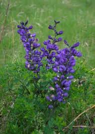 Image result for Indigofera subulata