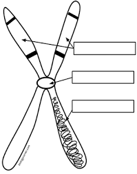 Chromosome Structure Labeling Chromosome Structure Chromosome Cell Membrane