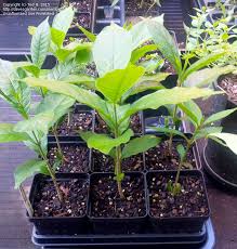 Image result for Strophanthus kombe